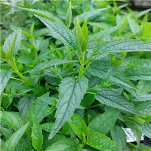 Scutellaria Lateriflora